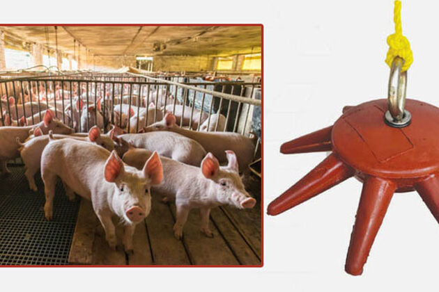 Pig Chew Toys Manufacturers