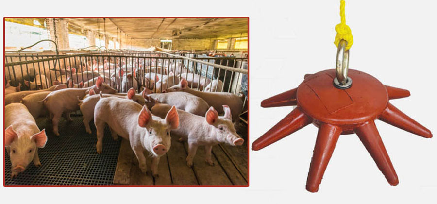 Pig Chew Toys Manufacturers