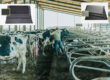 Cow Stall / Cubicle Mats